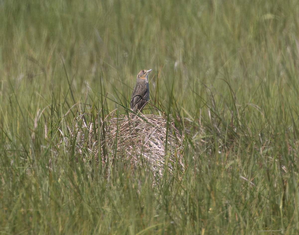 Saltmarsh Sparrow - ML620884178