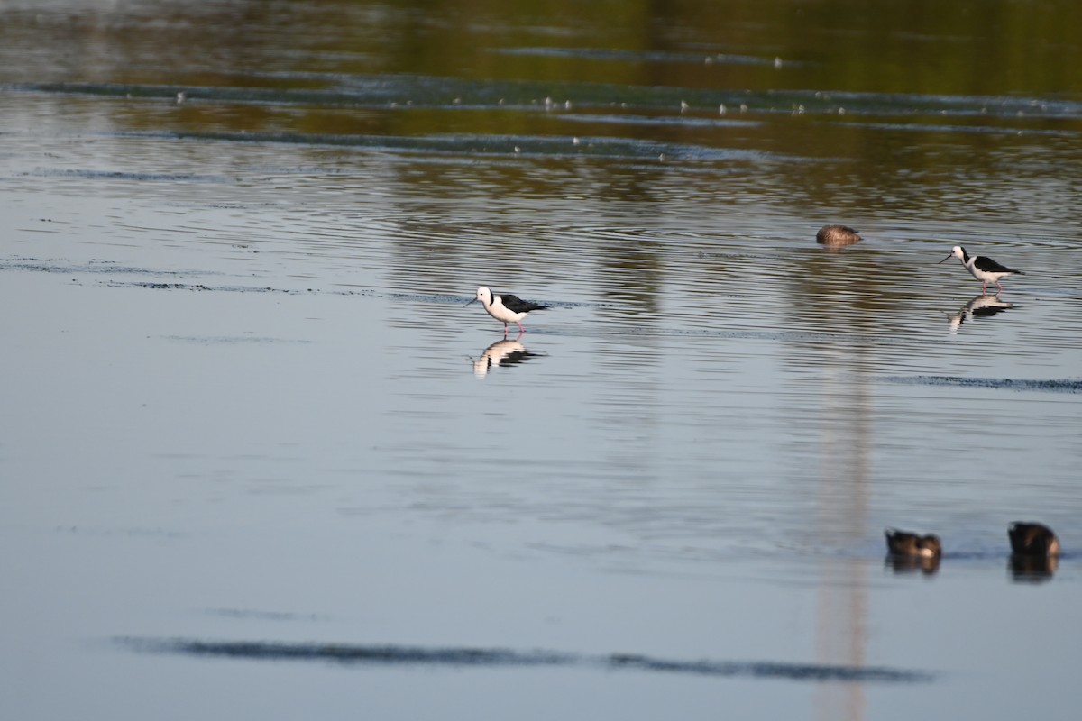 Pied Stilt - ML620884182