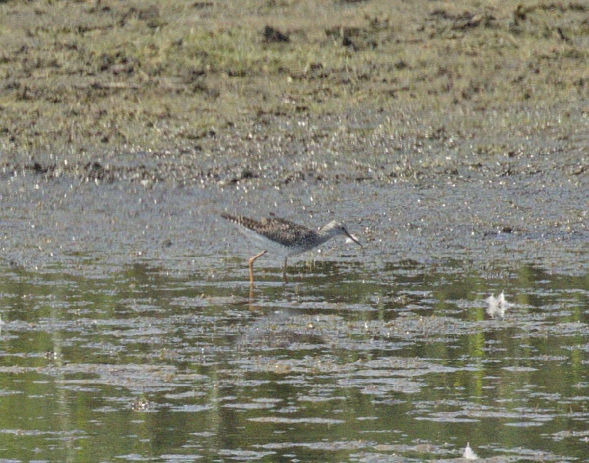 Lesser Yellowlegs - ML620884192