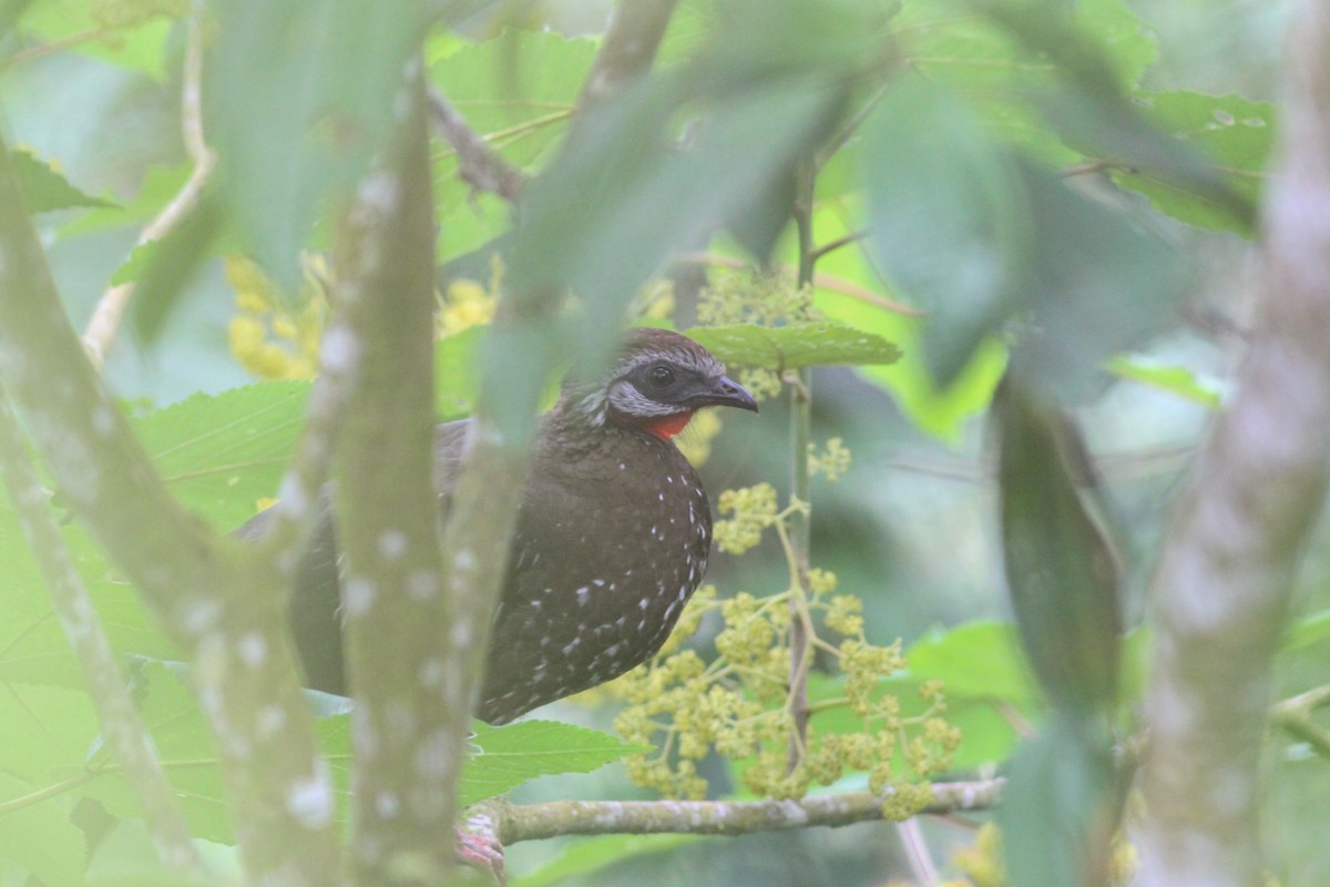 Band-tailed Guan - ML620884196