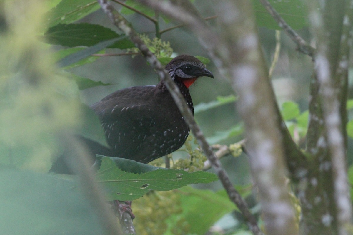 Band-tailed Guan - ML620884199