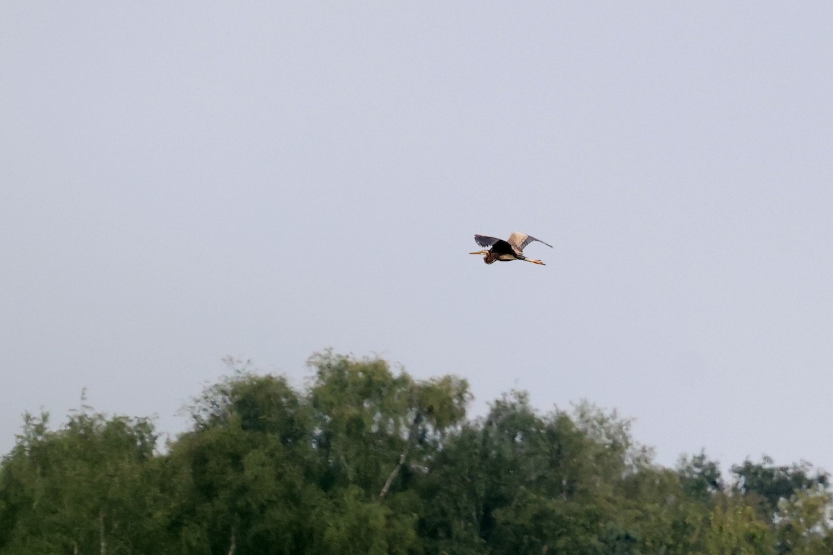 Purple Heron - ML620884203