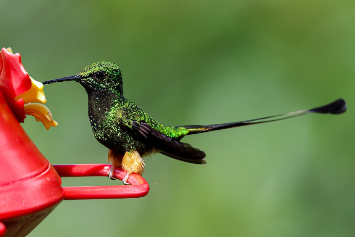 Colibrí de Raquetas Peruano - ML620884205