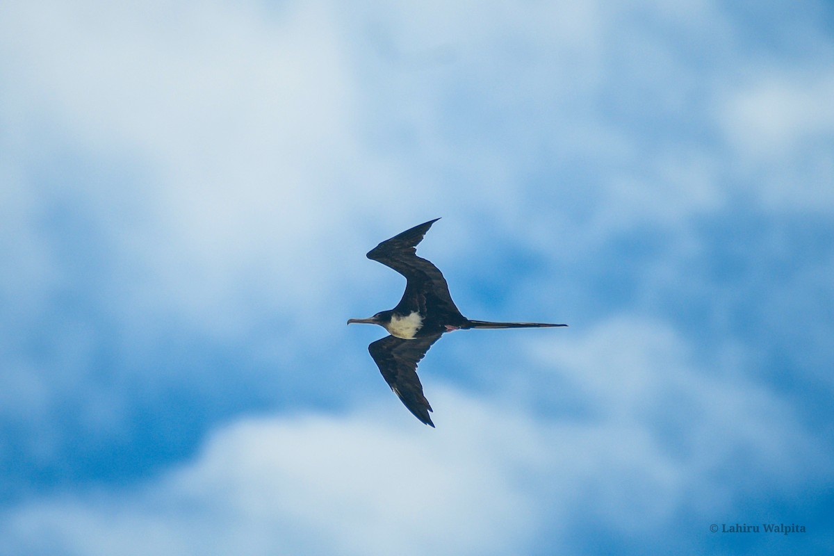 Great Frigatebird - ML620884207