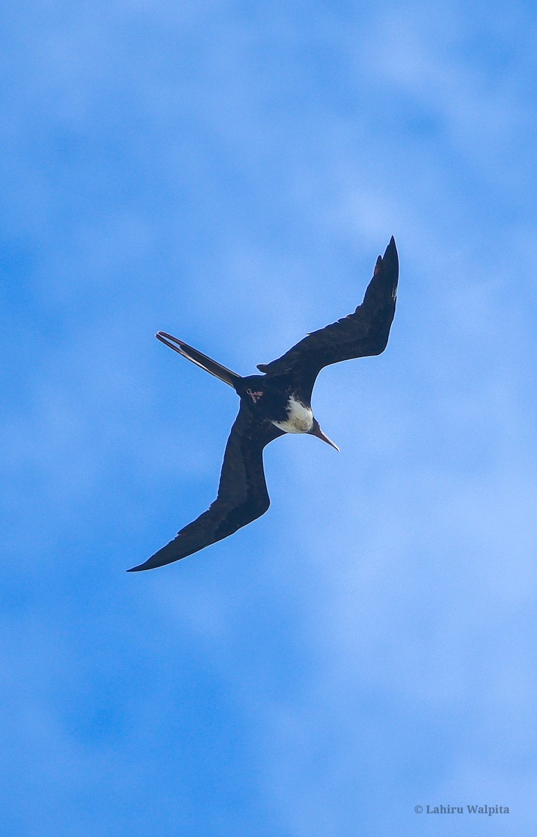 Great Frigatebird - ML620884209