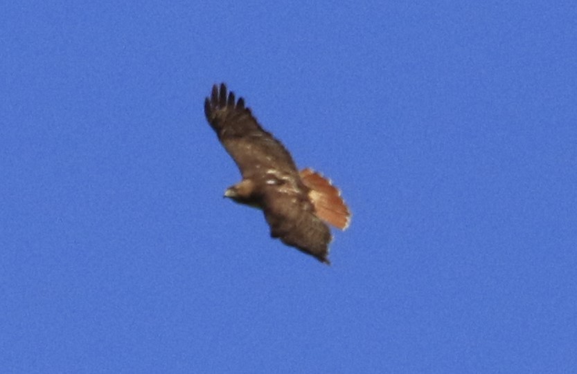 Red-tailed Hawk - ML620884210