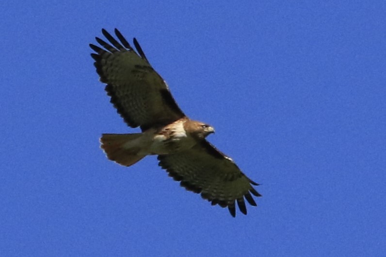 Red-tailed Hawk - ML620884211