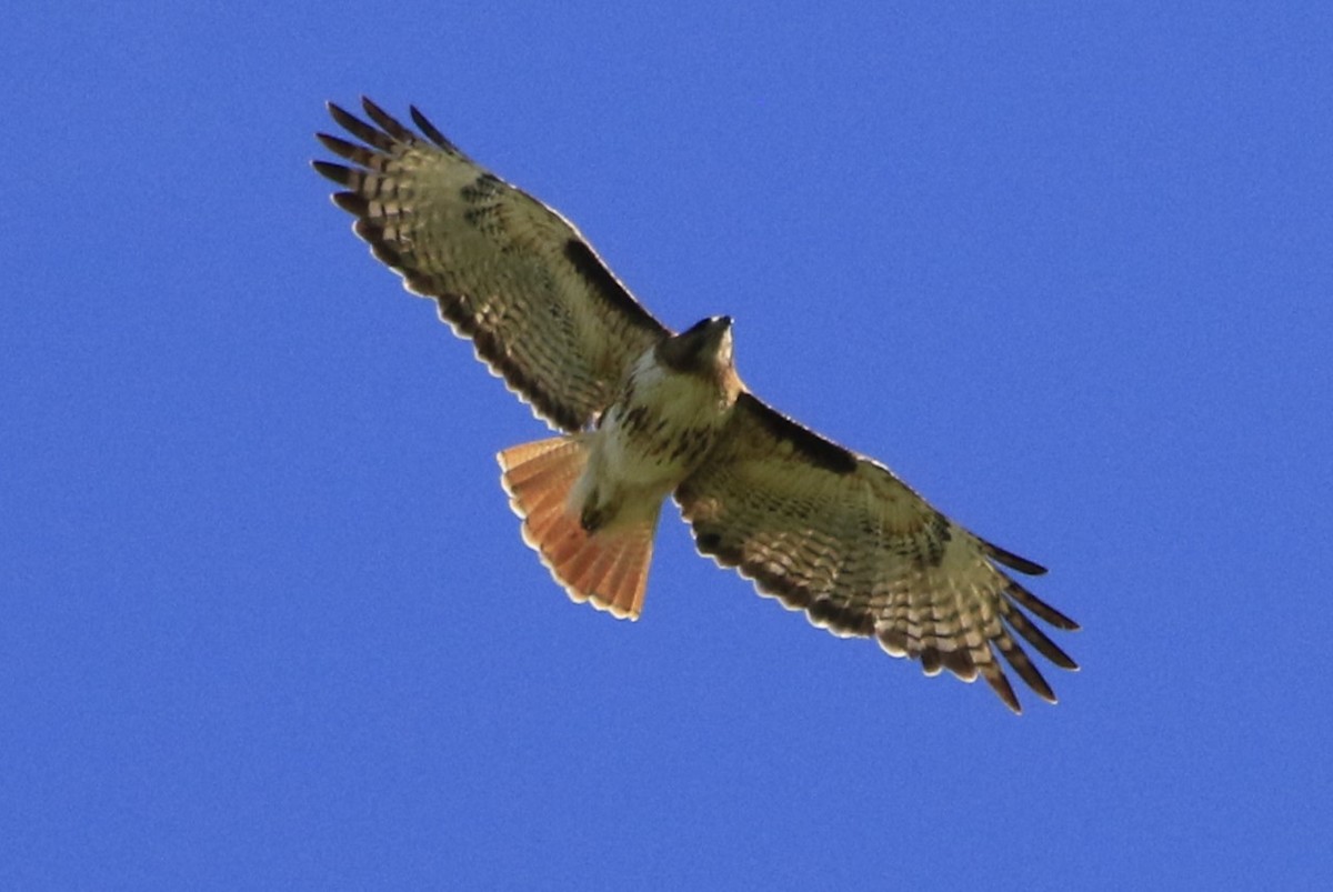 Red-tailed Hawk - ML620884212