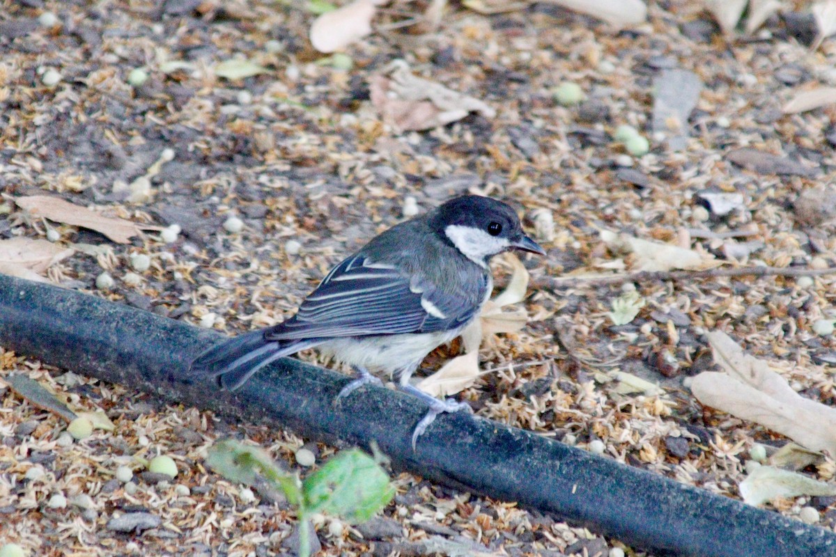 Coal Tit - ML620884214