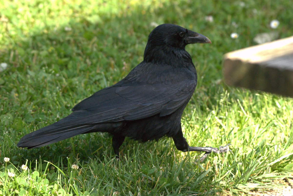 Carrion Crow - ML620884215