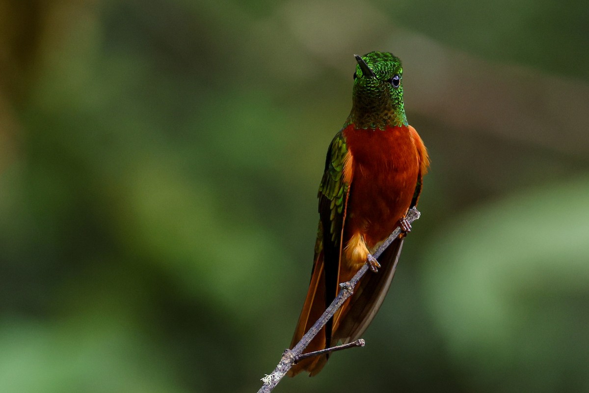 Colibrí Pechirrojo - ML620884217