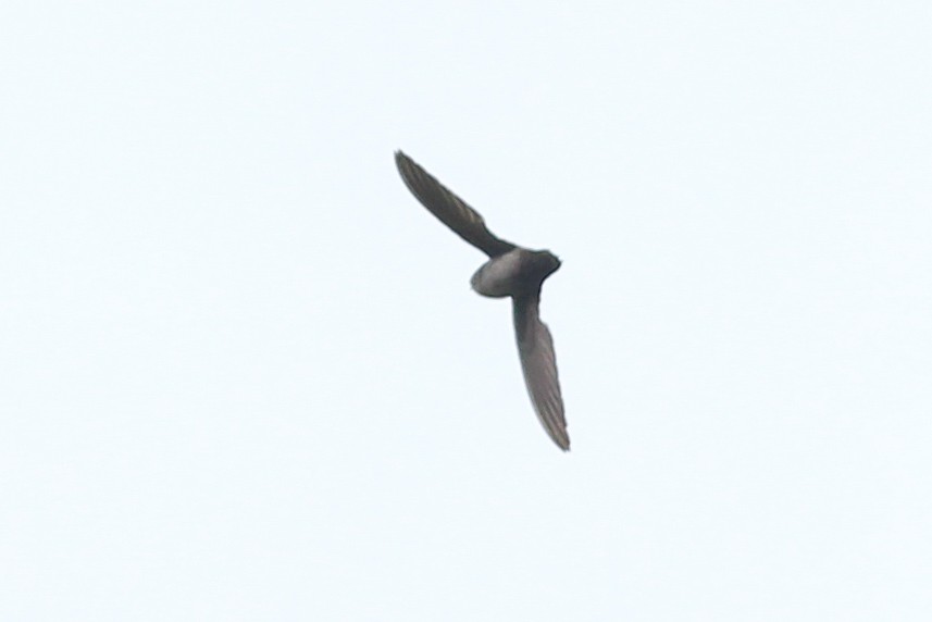 Short-tailed Swift - ML620884224