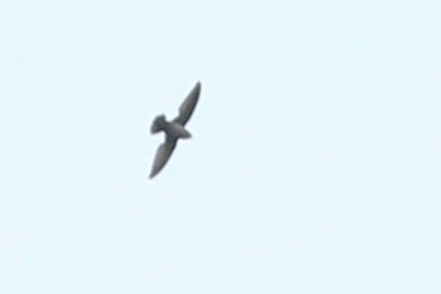 Short-tailed Swift - Yaudimar Bermúdez