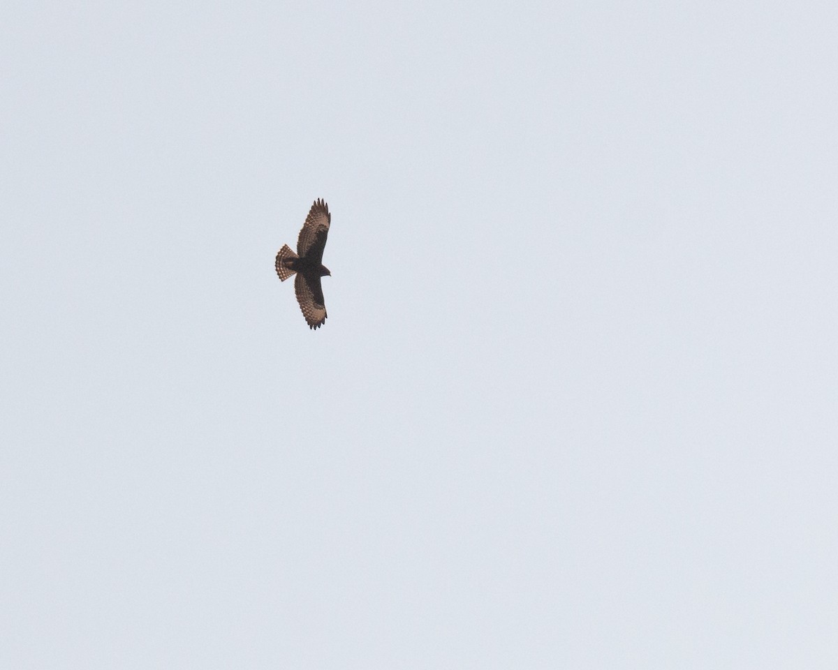 Short-tailed Hawk - Felipe Gulin