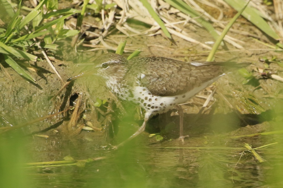 Spotted Sandpiper - ML620884228