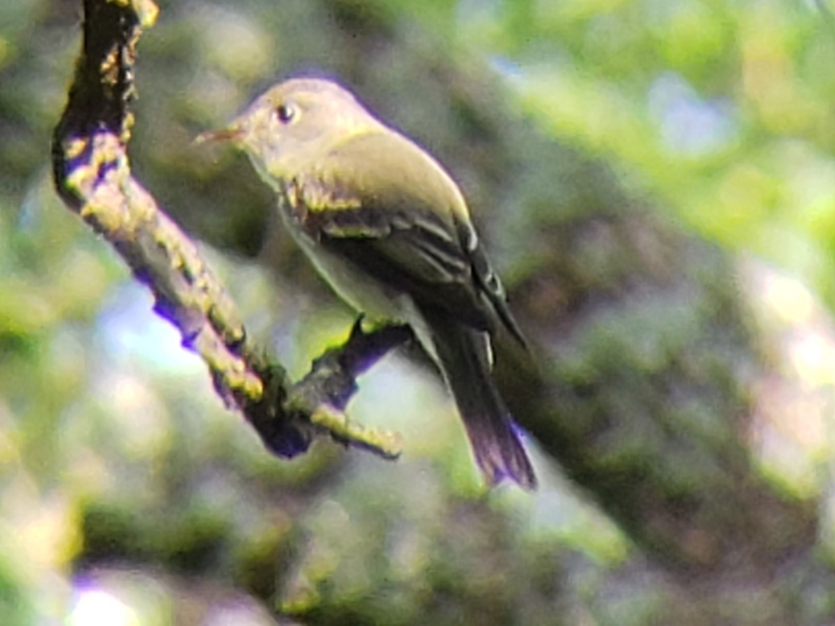 Acadian Flycatcher - ML620884232