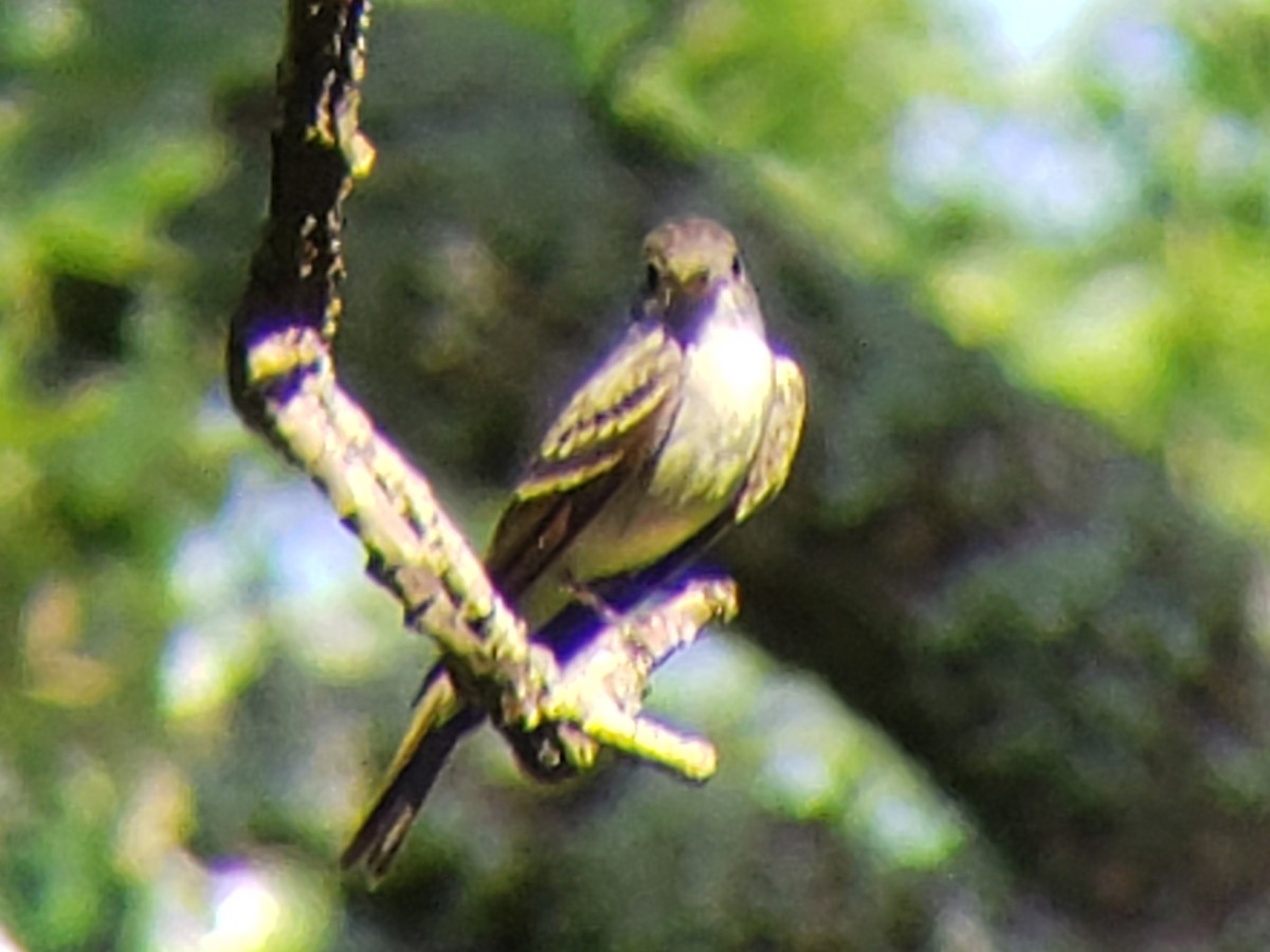 Acadian Flycatcher - ML620884233