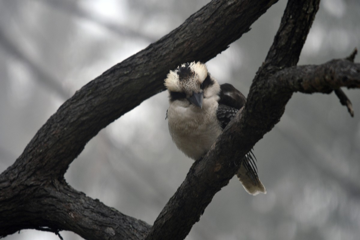 Laughing Kookaburra - ML620884234