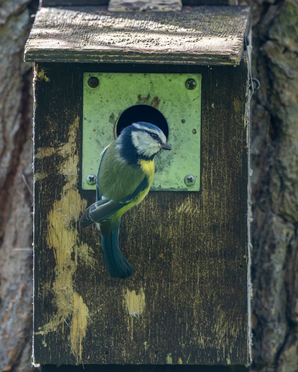 Eurasian Blue Tit - ML620884242