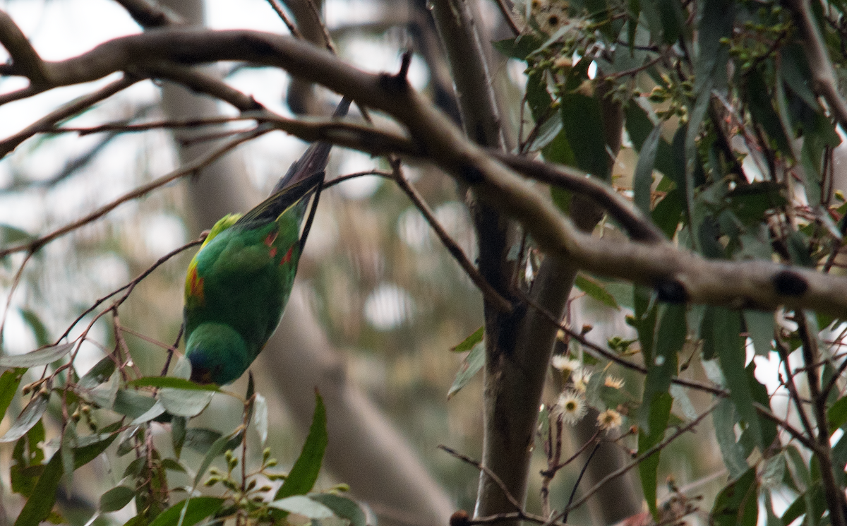 Swift Parrot - ML620884247