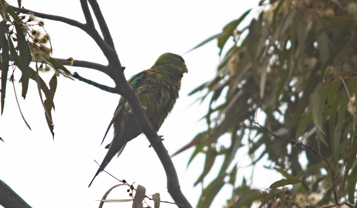 Swift Parrot - ML620884248