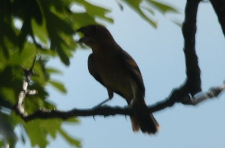 Blue Grosbeak - ML620884253