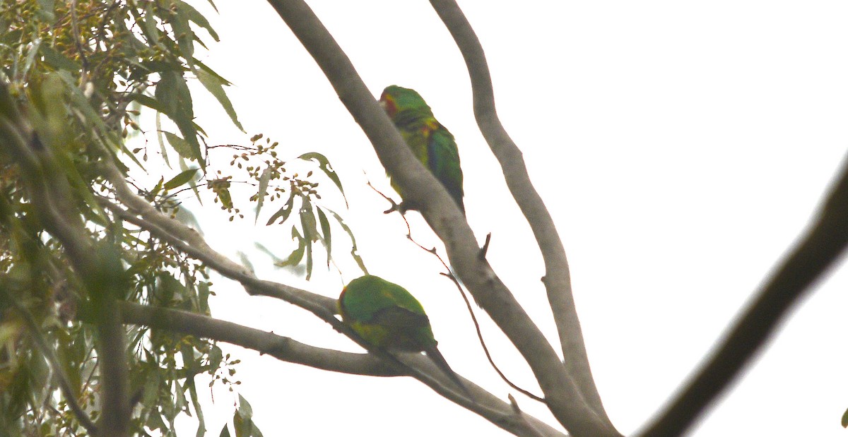 Swift Parrot - ML620884258