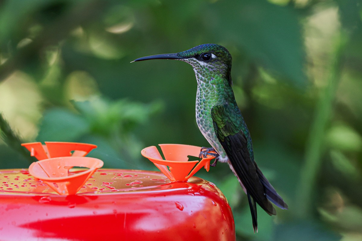 Many-spotted Hummingbird - ML620884265