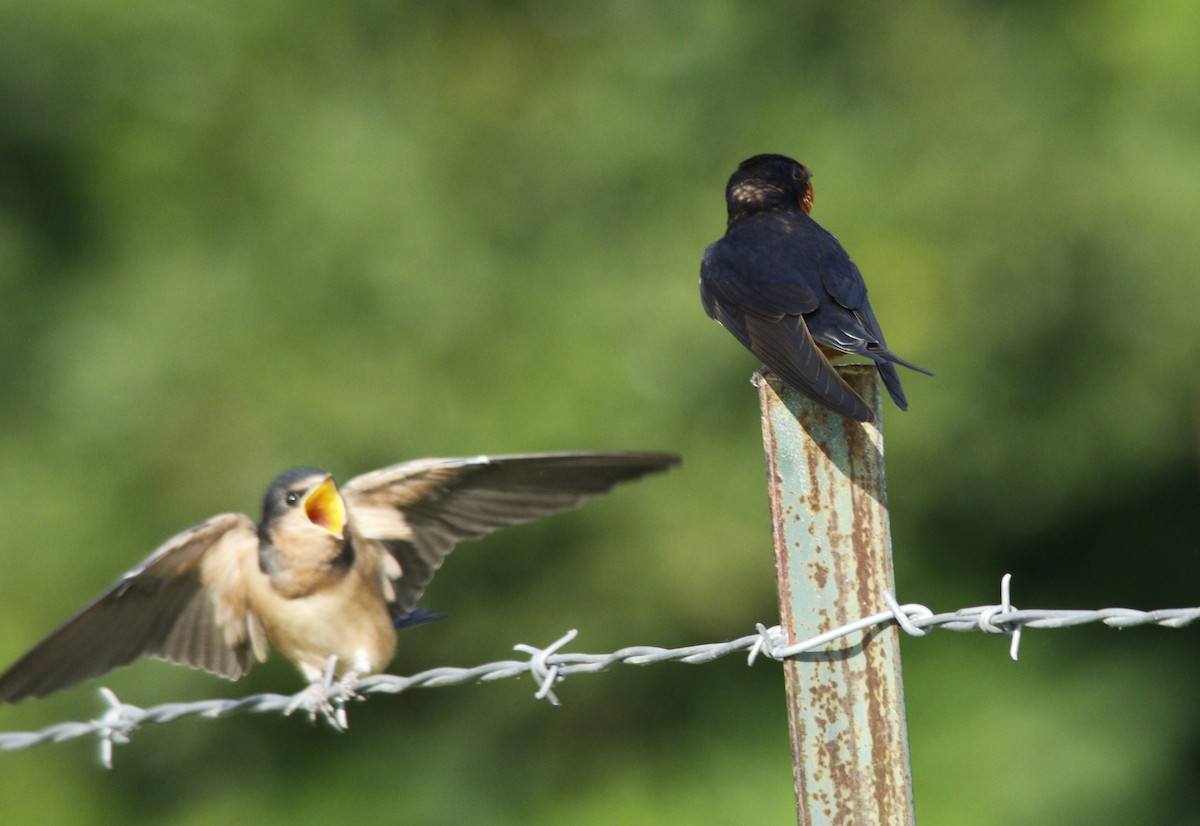 Barn Swallow - ML620884269