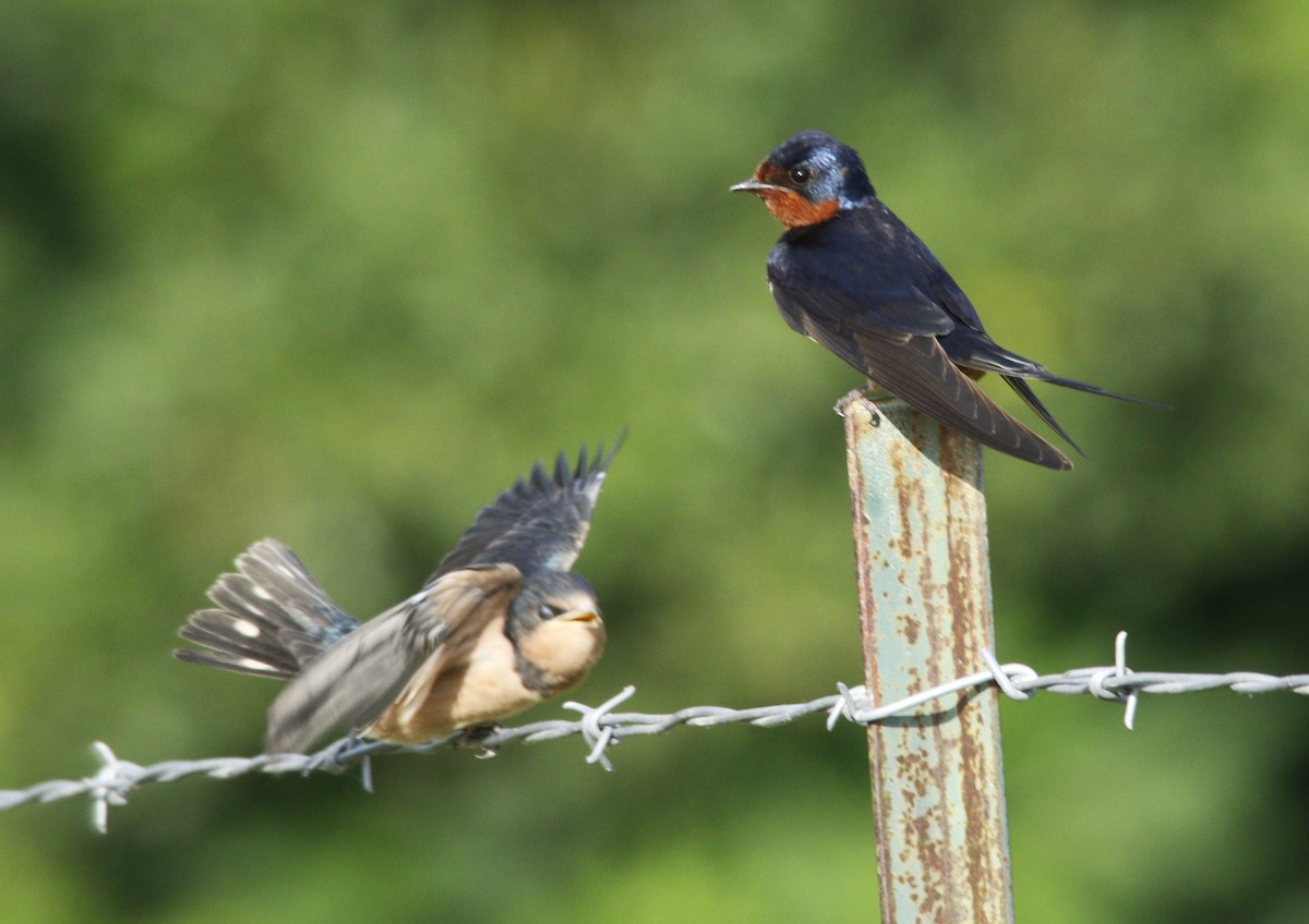 Barn Swallow - Becky Lutz