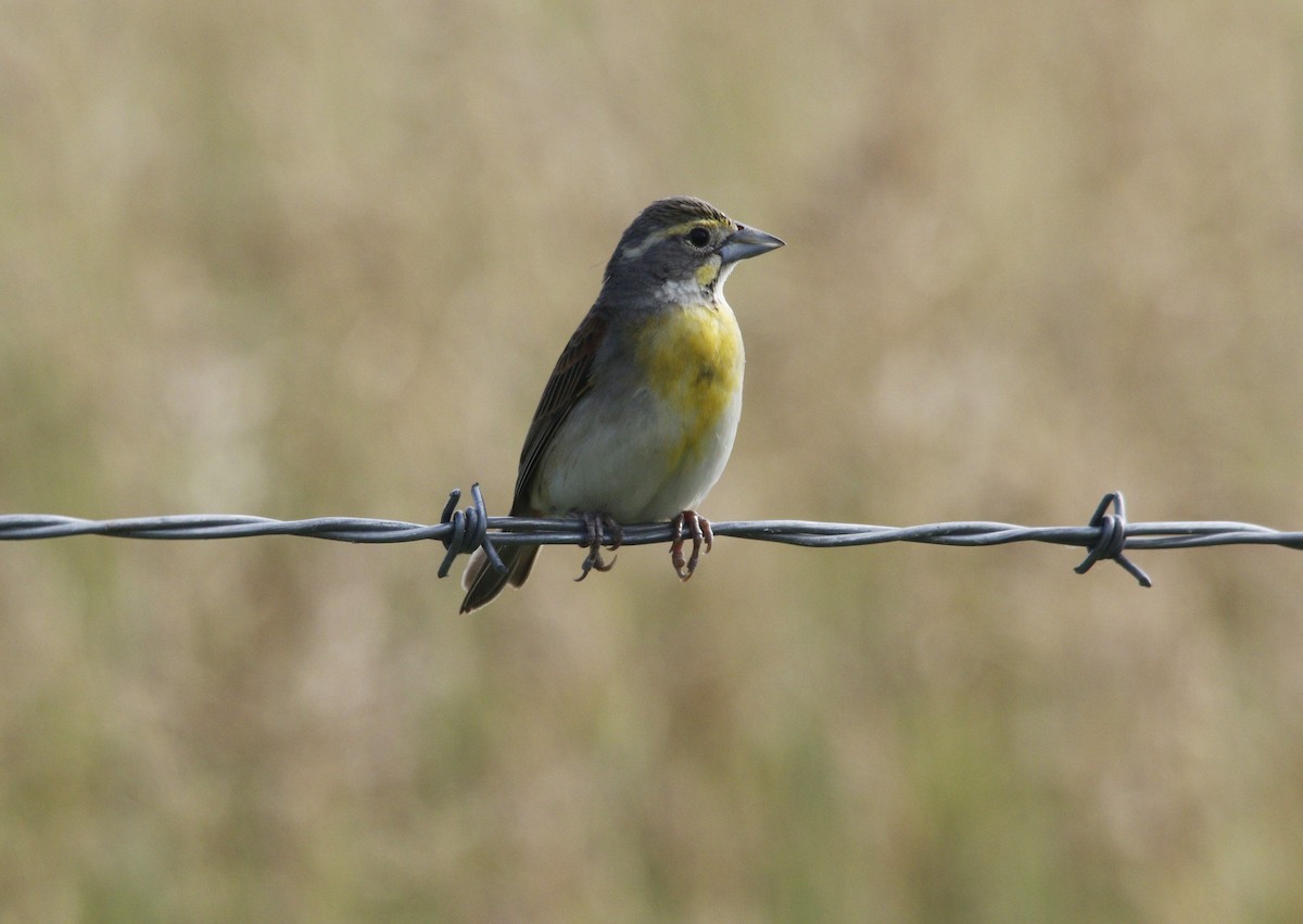 Dickcissel - ML620884273