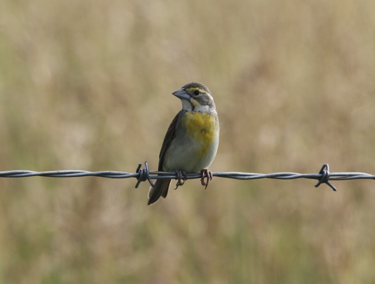 Dickcissel - ML620884274