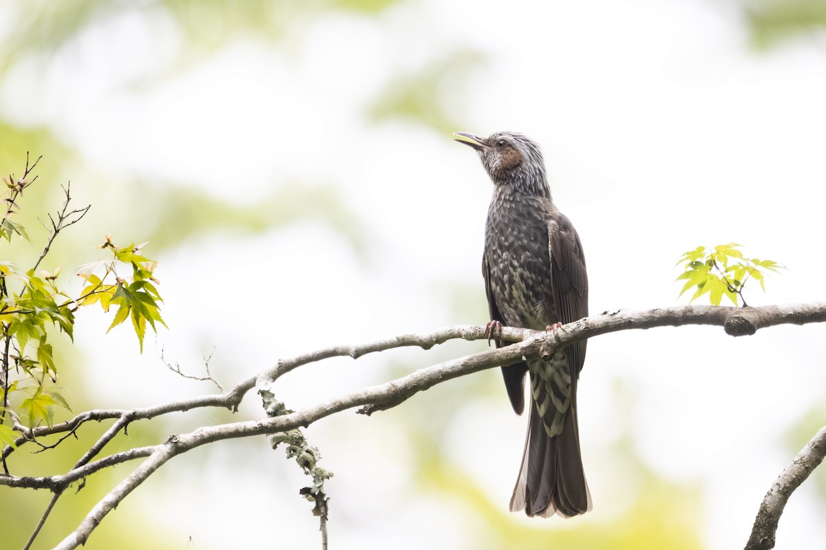 Brown-eared Bulbul - ML620884276