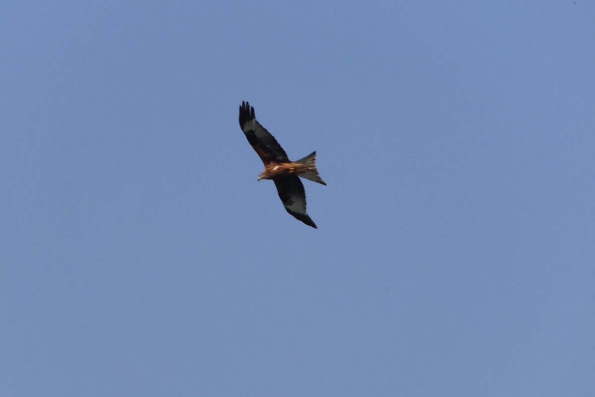 Red Kite - ML620884279