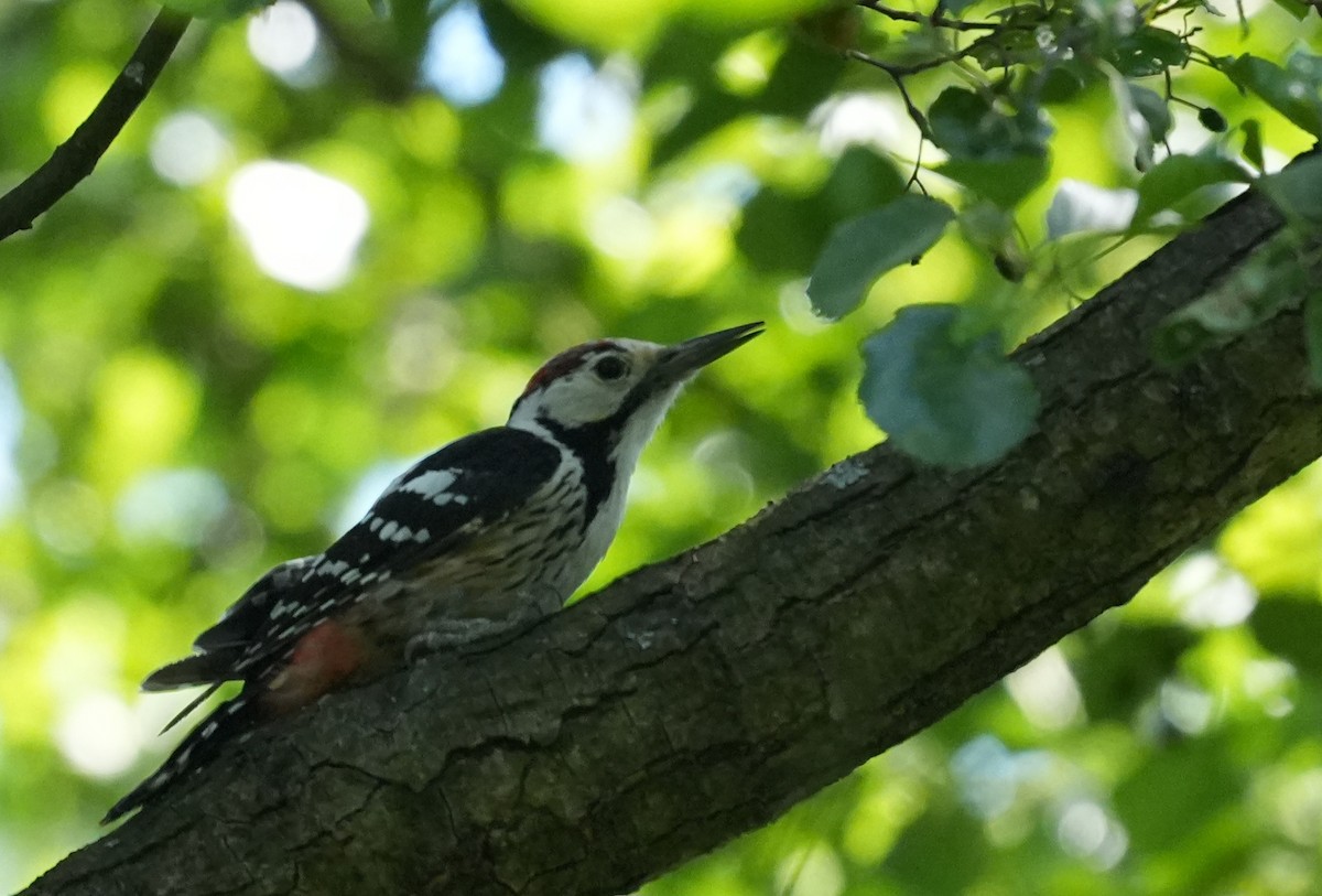 White-backed Woodpecker - ML620884280