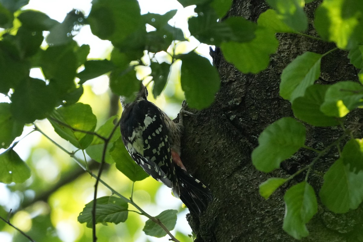 White-backed Woodpecker - ML620884281
