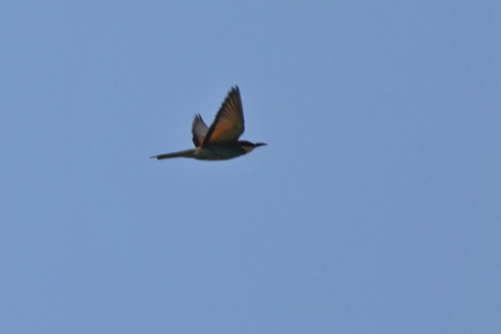 European Bee-eater - ML620884282