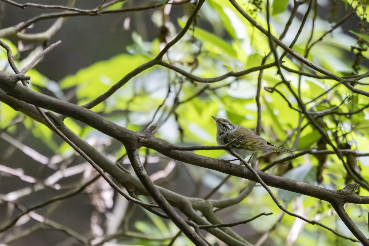 Japanese Leaf/Arctic/Kamchatka Leaf Warbler - ML620884284