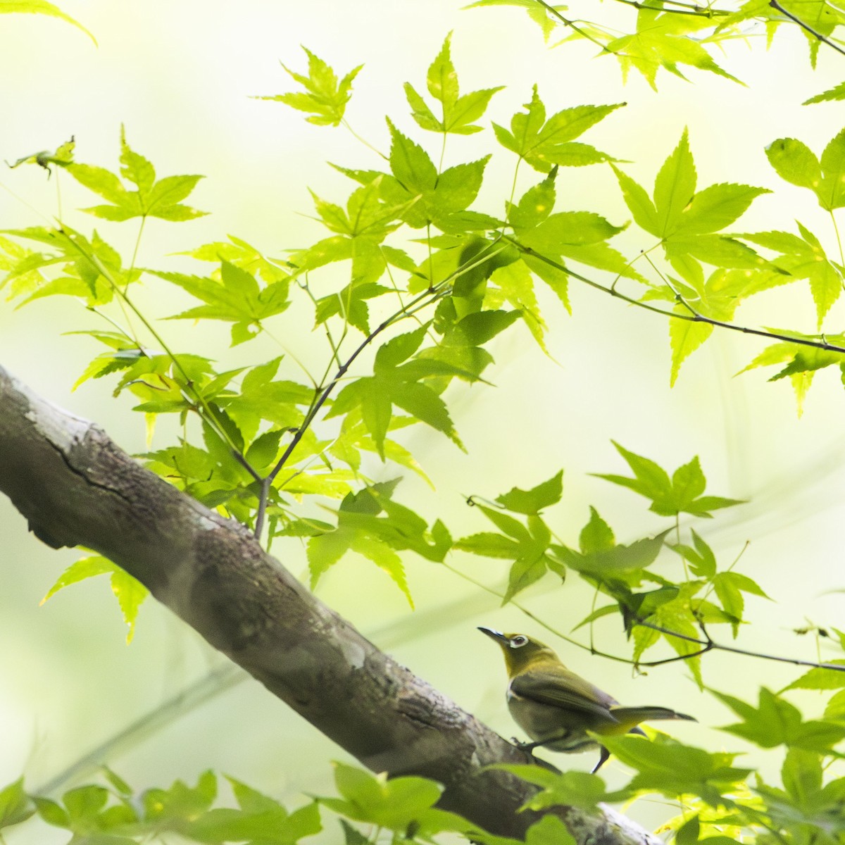 Warbling White-eye - ML620884286