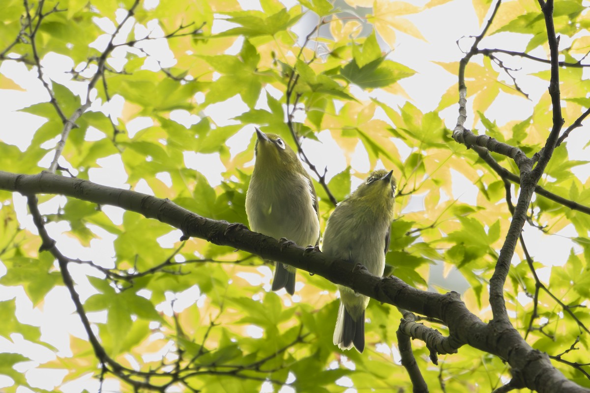 Warbling White-eye - ML620884287