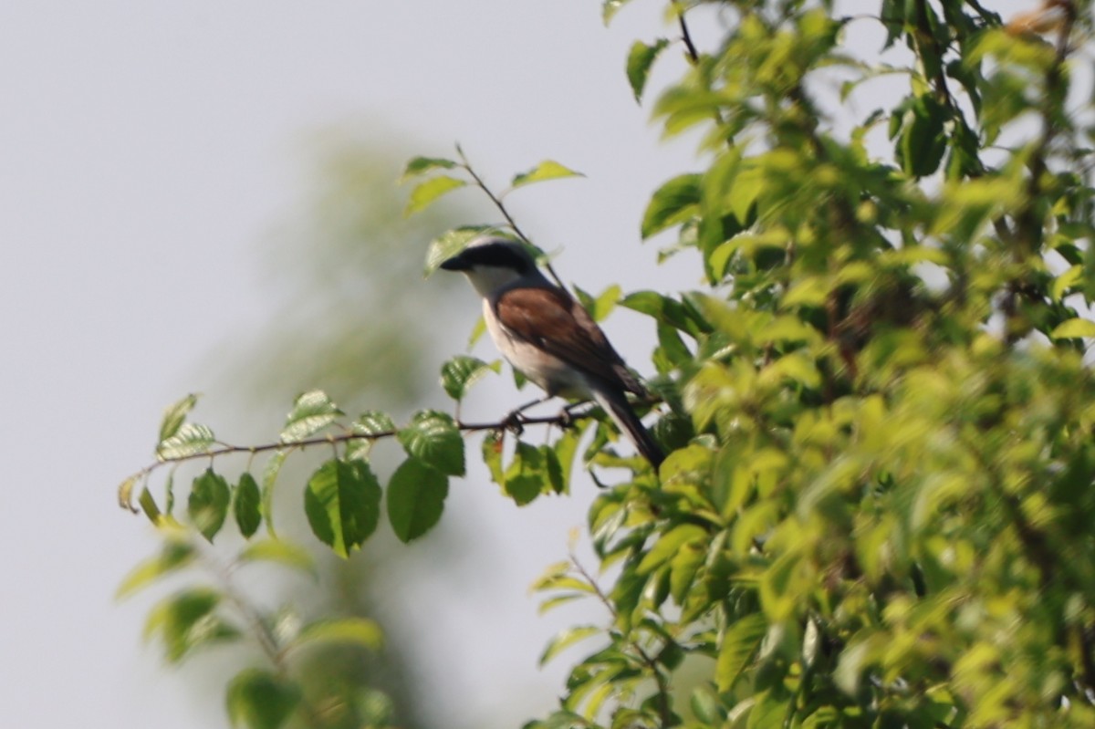 Red-backed Shrike - ML620884290