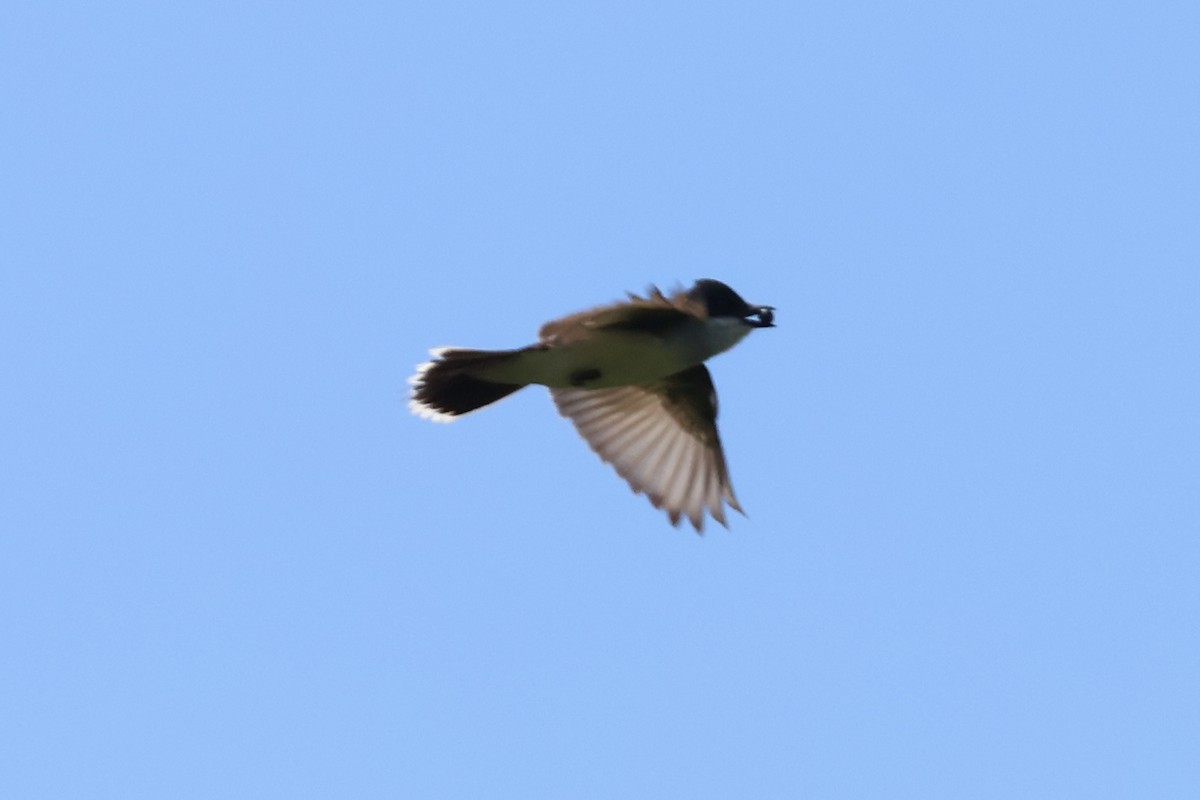 Eastern Kingbird - ML620884292