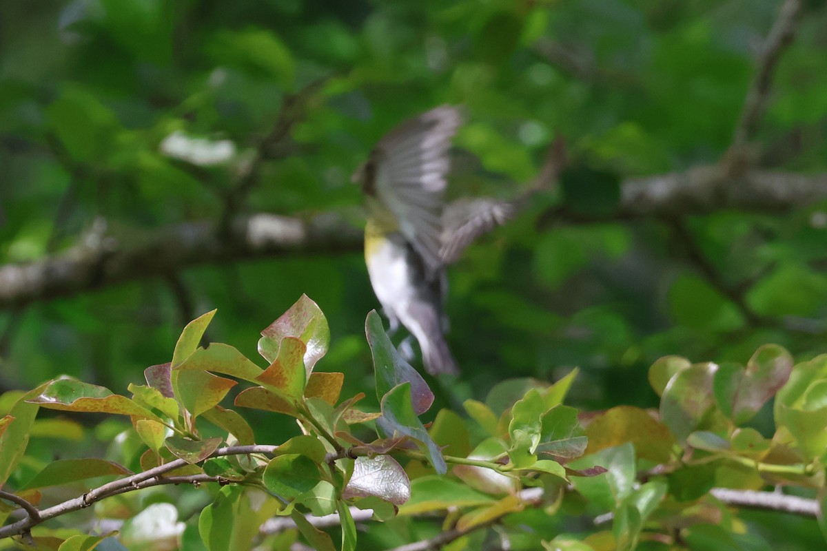 Yellow-throated Vireo - Eric Cameron