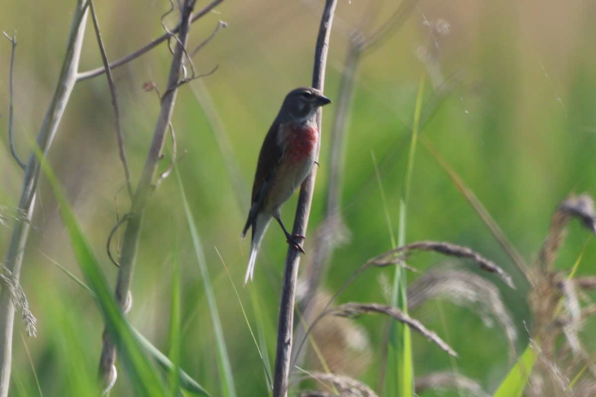 Eurasian Linnet - Johannes Hogrefe