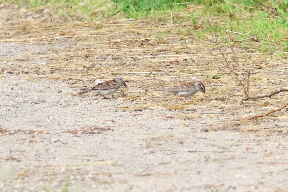 Chipping Sparrow - ML620884301