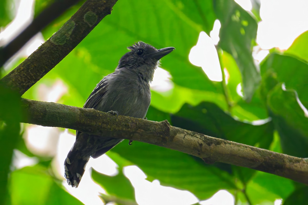 Black-crowned Antshrike - ML620884307