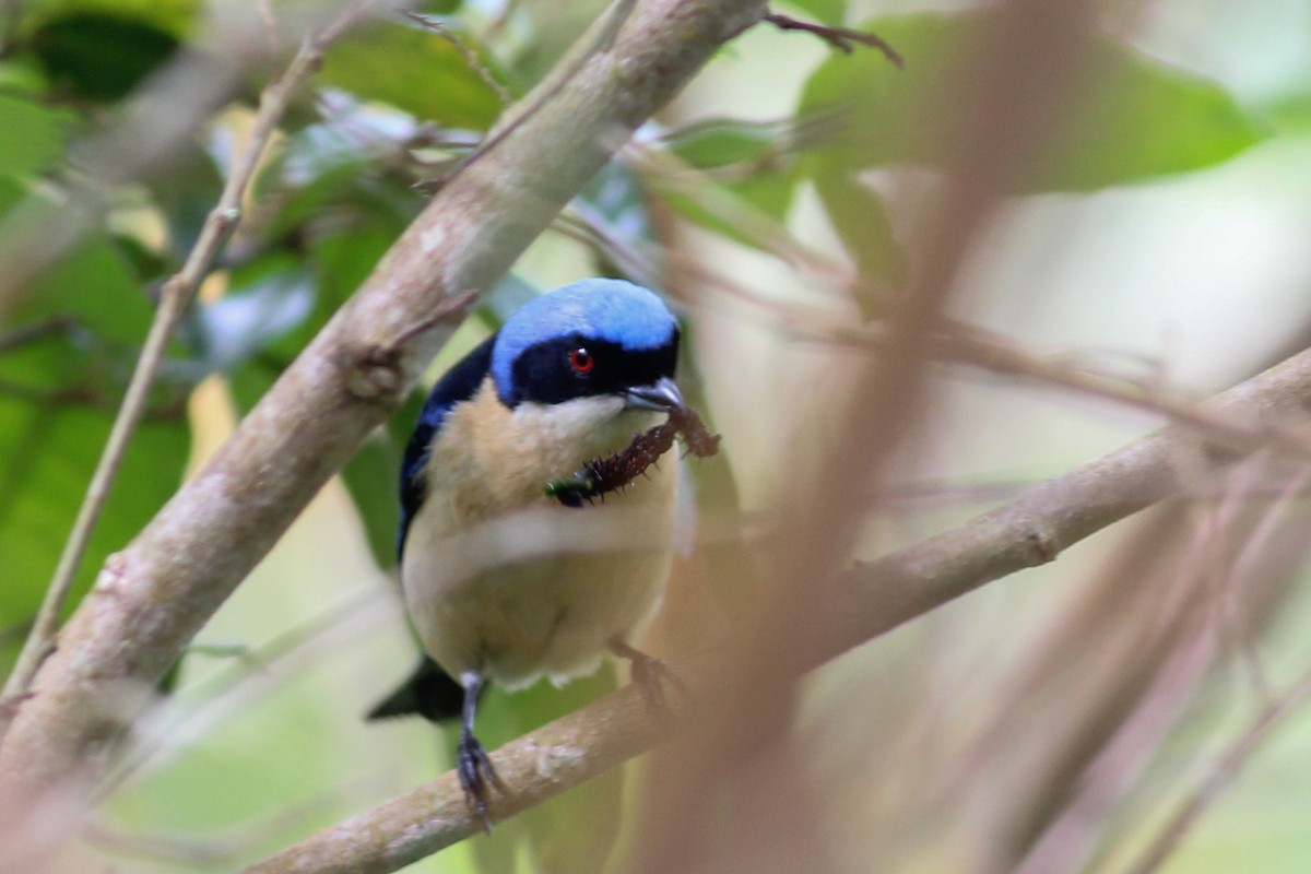 Fawn-breasted Tanager - ML620884314