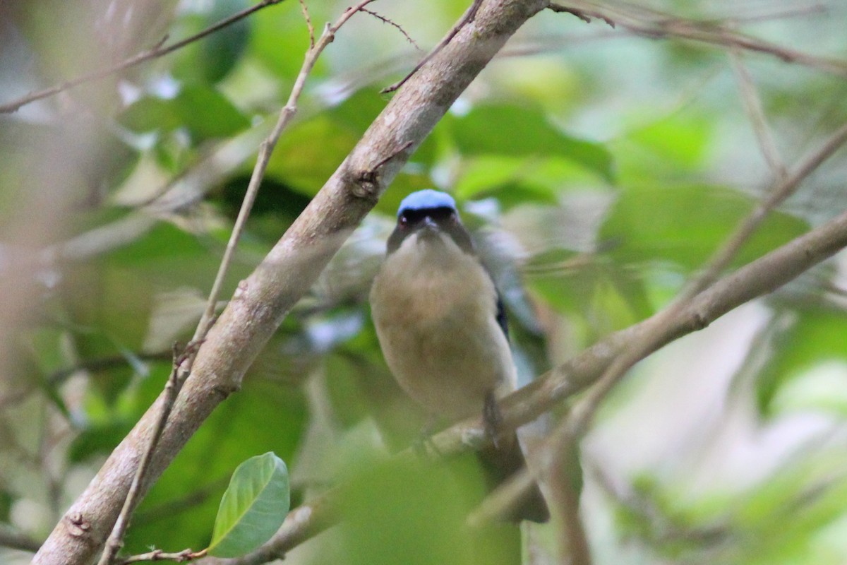 Fawn-breasted Tanager - ML620884317