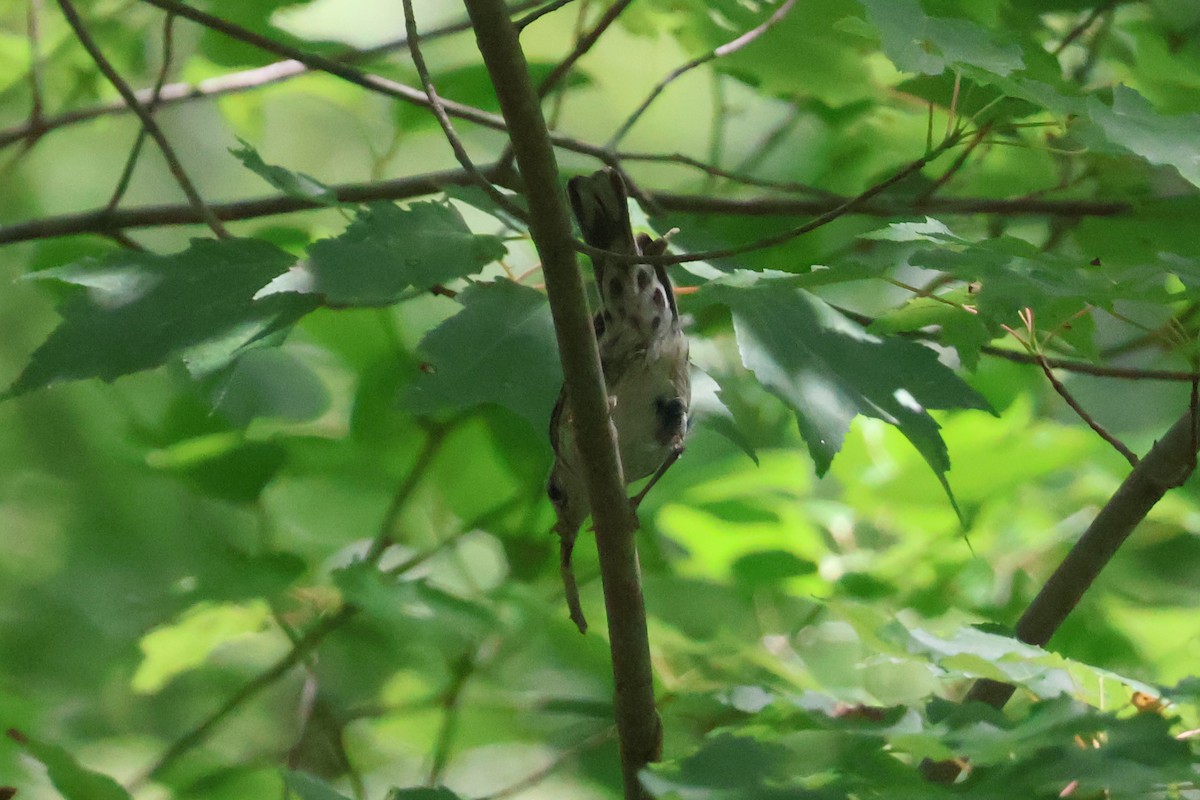 Black-and-white Warbler - Eric Cameron