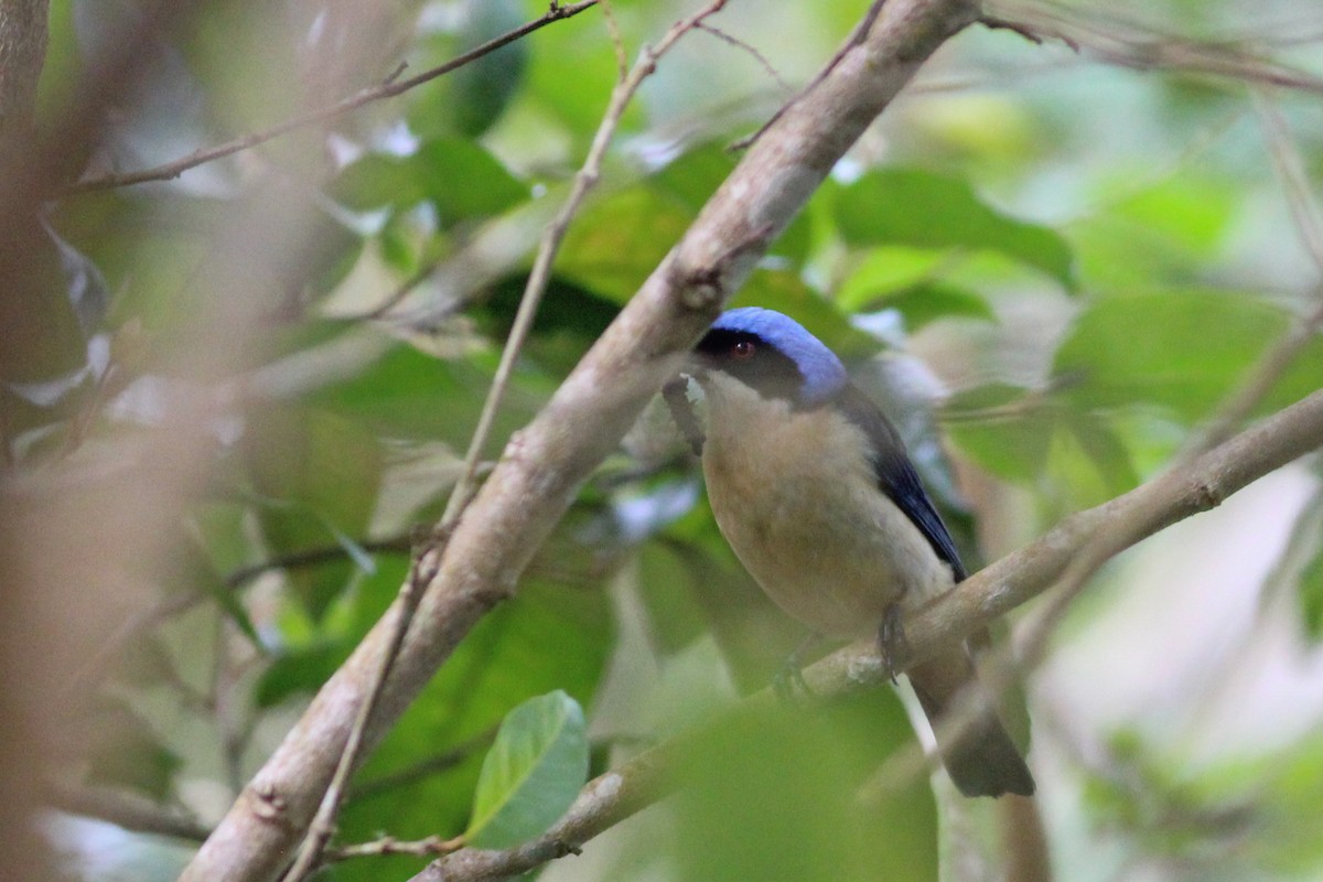 Fawn-breasted Tanager - ML620884321